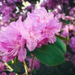 pink rhododendron in tilt shift lens