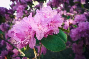 pink rhododendron in tilt shift lens