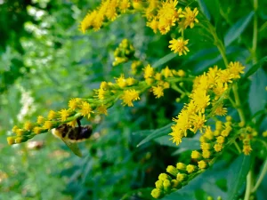 Early Goldenrod with pollinator on its yeallow flowers