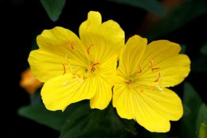 Two bright yellow evengin primroses against a balck background