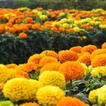 Selective focus of a field of Marigold Flowers