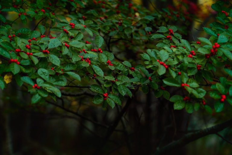 Winterberry Growth and Care