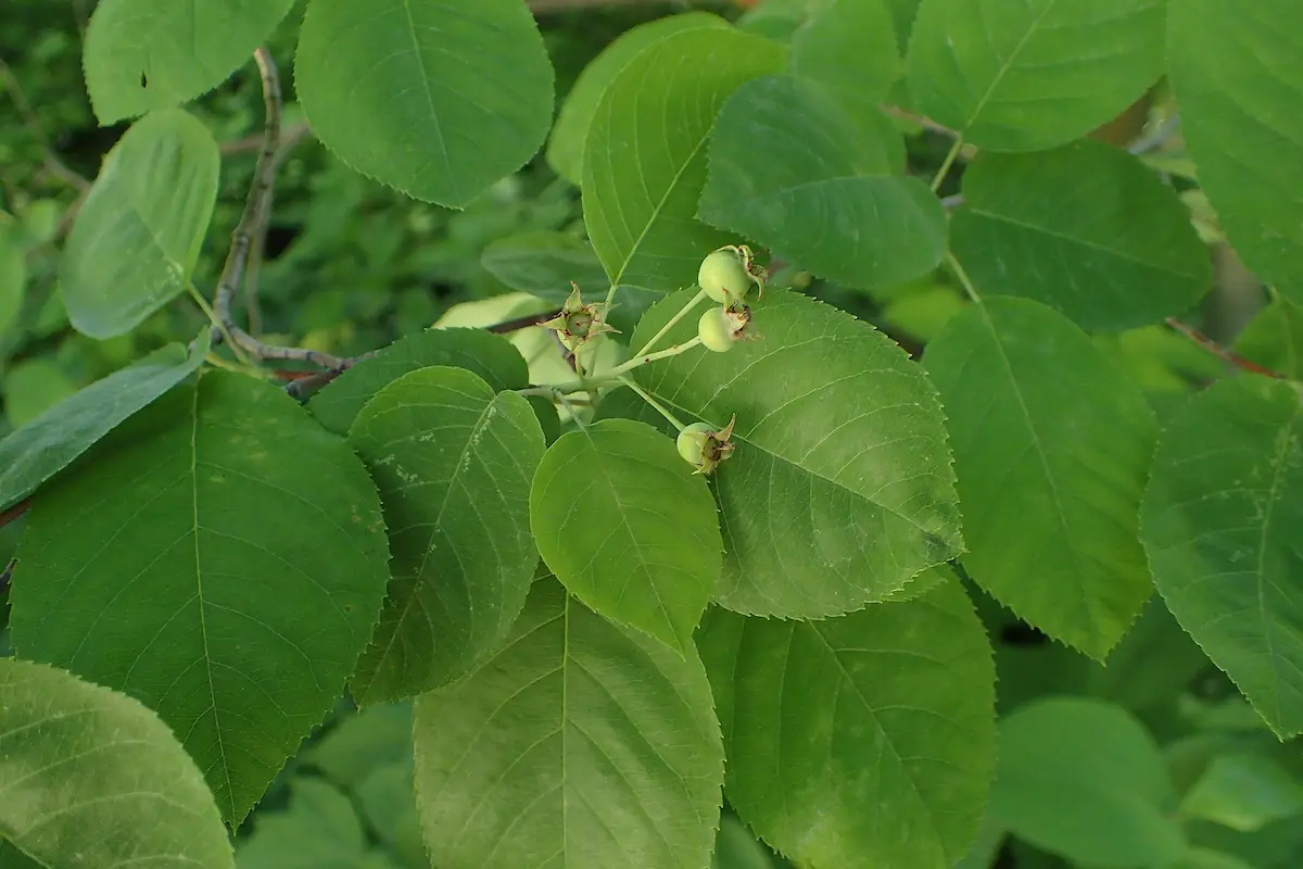Downy Serviceberry leaves and fruit