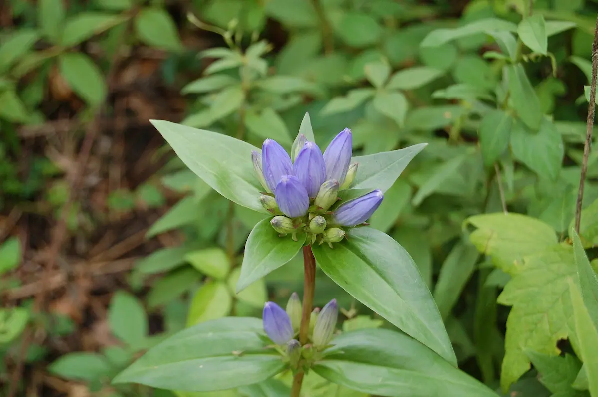 Bottle gentian flower and leaves in a wildgarden