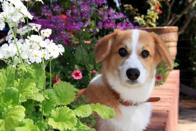 Toxic Plants for Dogs and Cats, and Safe Flowers