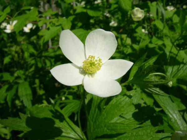 Canada Anemone white flower