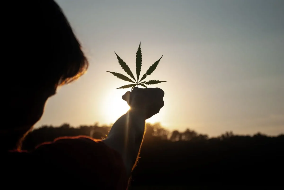 Cannabis leaf held agains the sun as background