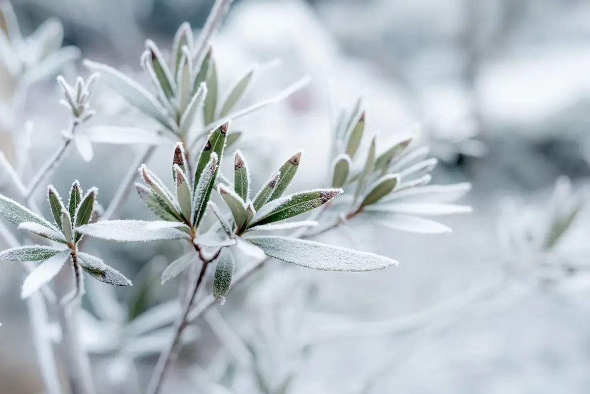 Cannabis plant in winter covered with frost
