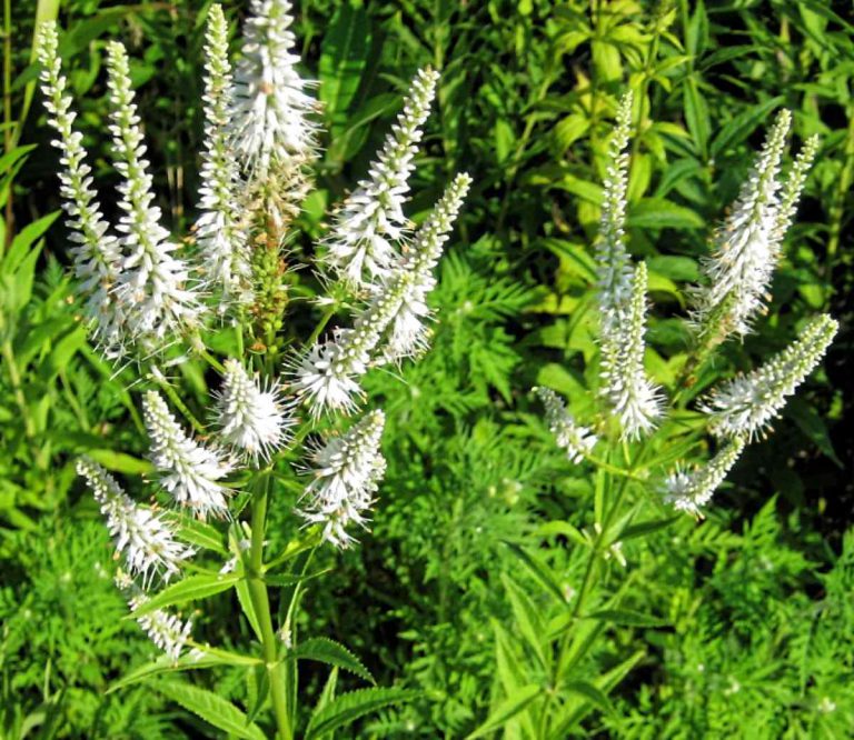 Culver’s Root is a Hardy Perennial