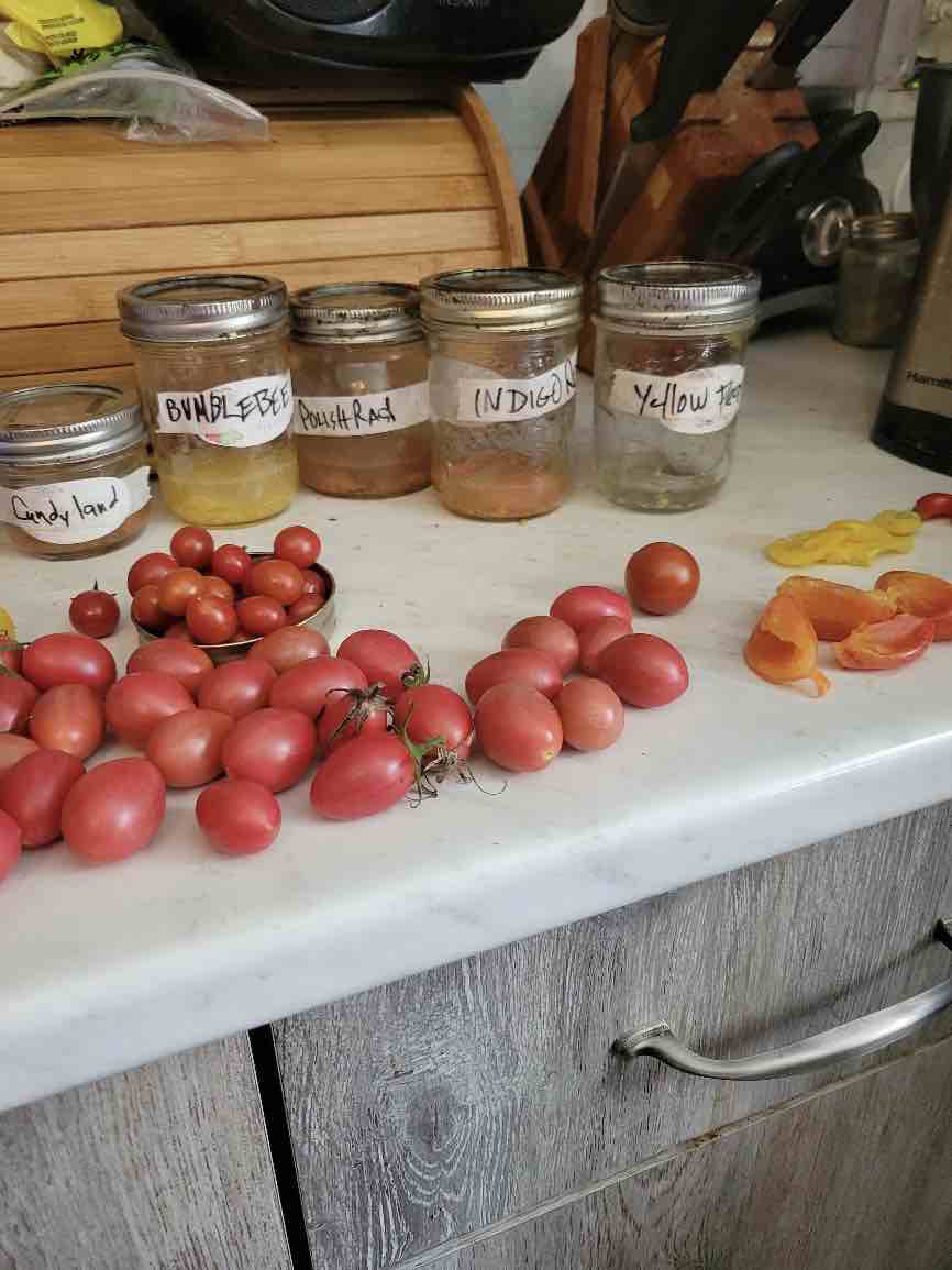 Jars of Tomato seeds fermenting