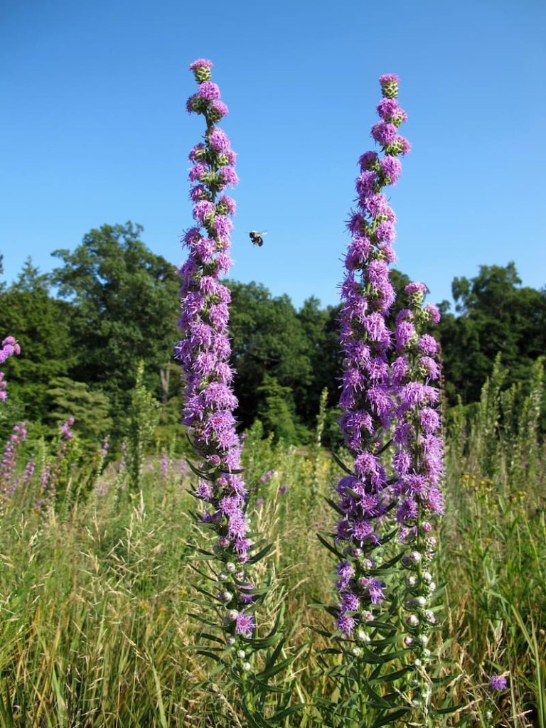 Purple flower of the liatris with a bumblebee pollinator