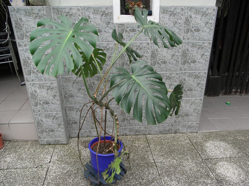 A split leaf philodendron, or Monstera, has eye-catching leaves