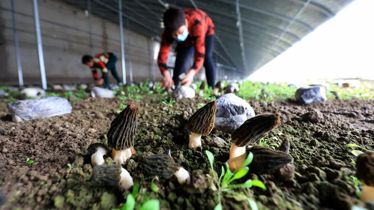 Two people tending to a sheltered mushroom garden