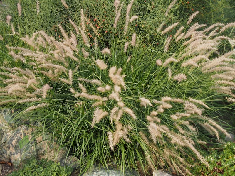 A clump of Pennisetum Fountain grass