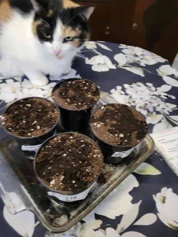 Pepper seeds in pots with white and brown cat