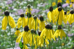 A patch of Grey Headed Coneflowers wth yellow petals