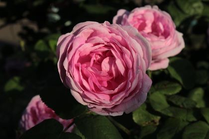 Two large pink shrub roses