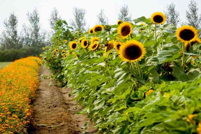 A field of sunflowers ready to seed