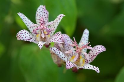 Spotted toad lilies 