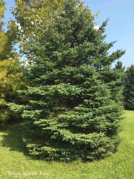 A mature white spruce in a open space