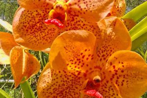 Bright orange orchids in full bloom