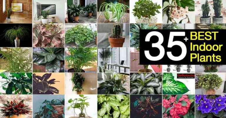35 of the Best Houseplants For Your Home!