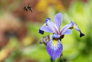 Bee approaching a blue flag iris flower to pollinate it