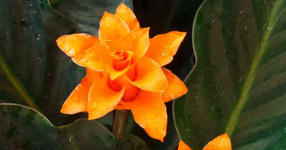 Flower of Calathea Crocata also known as the Eternal Flame