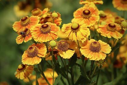 A bunch of yellow and orange helenium flowers