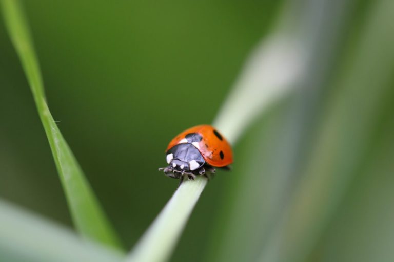 Beneficial Insects and Good Bugs For Your Garden