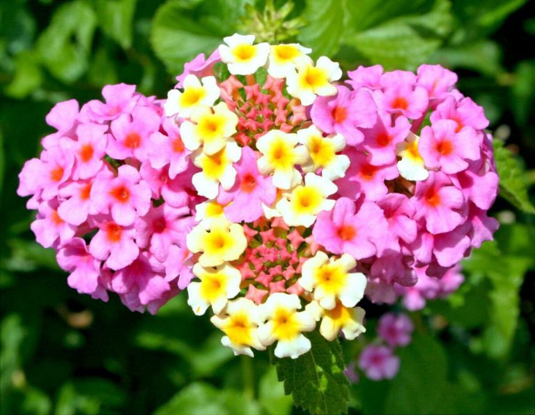 How to Grow and Care for a Lantana Plant