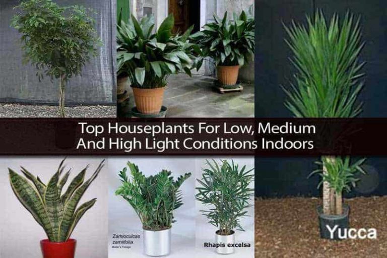 Top Houseplants For All Indoor Light Conditions