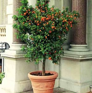 a fruit tree in a pot on a patio landing