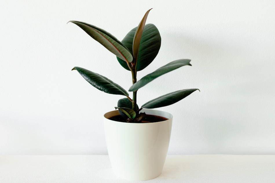 Rubber Tree Plant Indoors