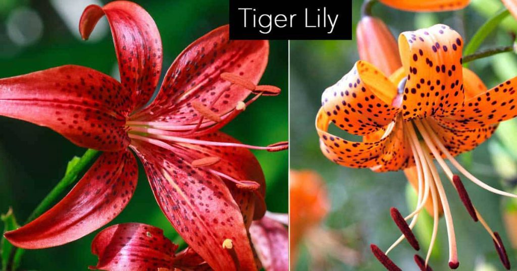 tiger lily flowers images