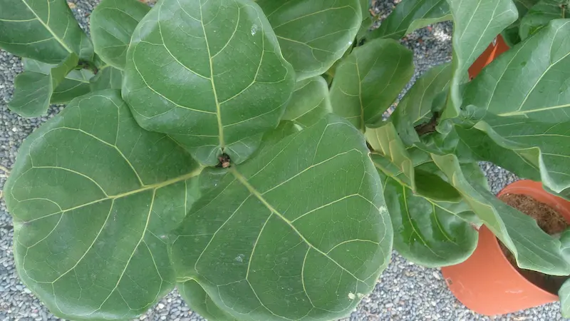 Top view of a Fiddle Leaf Fig with its large leaves