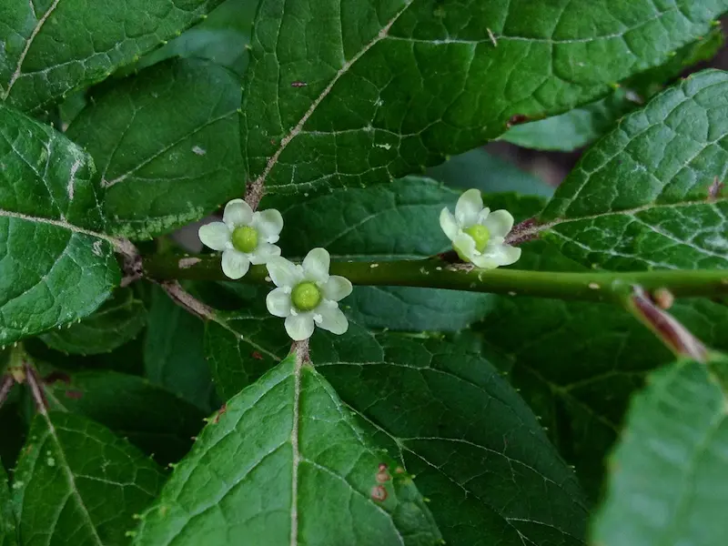 Three female flowers of the winterberry plant