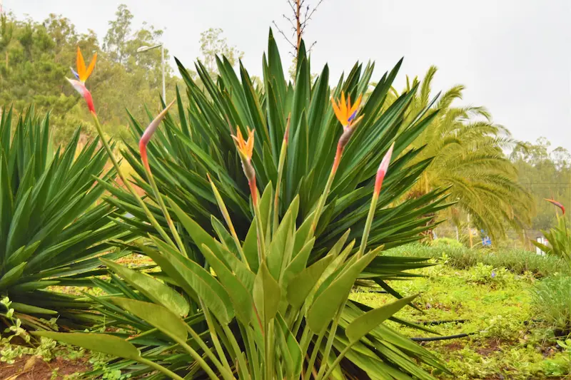 A full Bird of Paradise Madeira plant