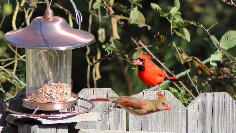 Rare male and femal Cardinal together at a birdfeeder