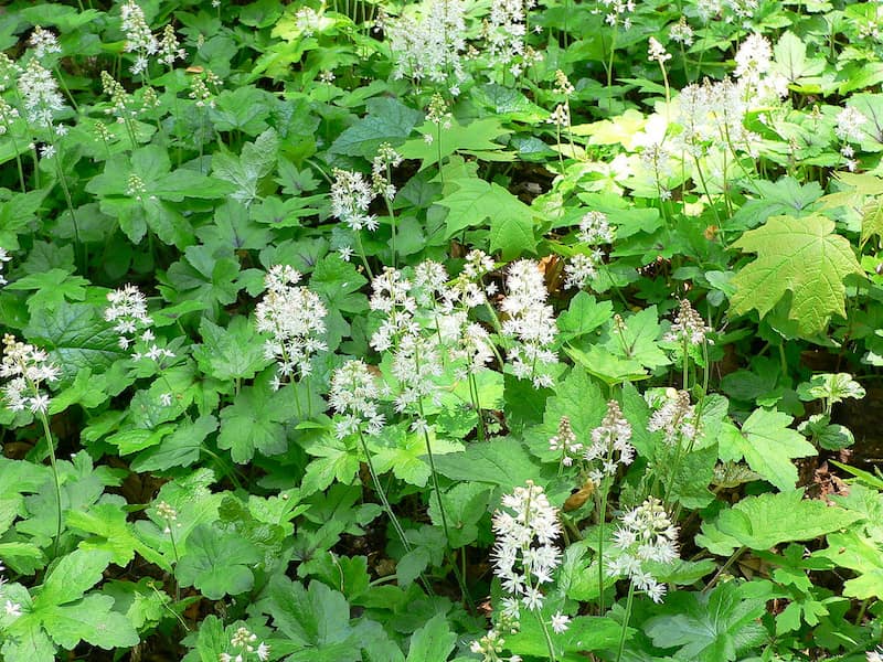 A full foamflower plant with its white flowers