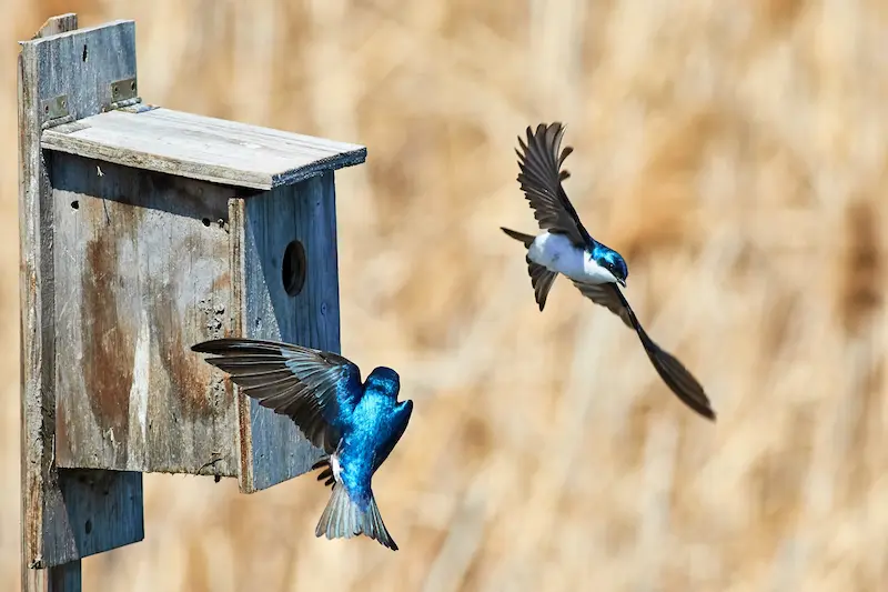 Two blue birds flying in front of a birdhouse