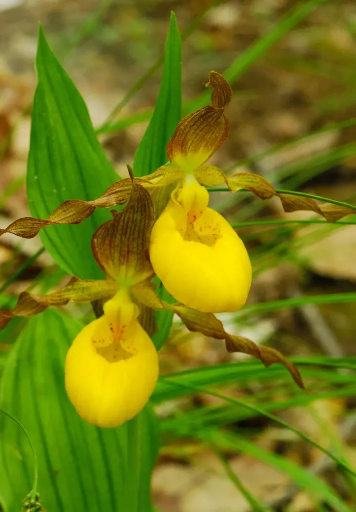 A glorous Yellows Lady's Slipper plant with two flowers