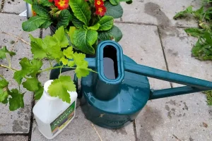 Watering can with fish emulsion fertilizer